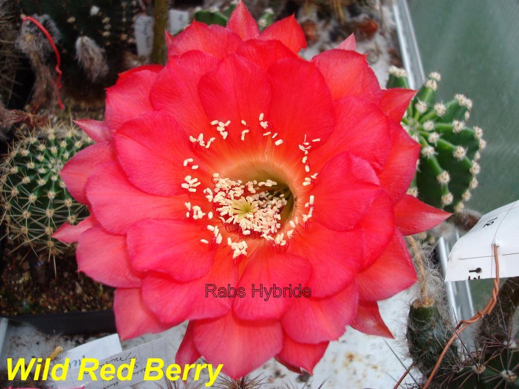 Bilder 2012/Wild Red Berry.jpg 